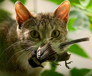 Conducta cazadora gatos