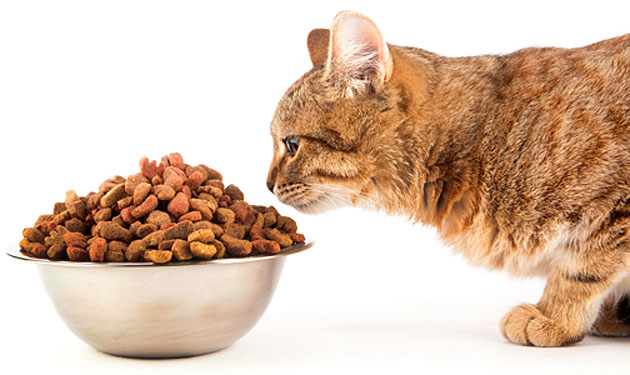 Como cambiar la dieta a nuestro gato y no morir en el intento