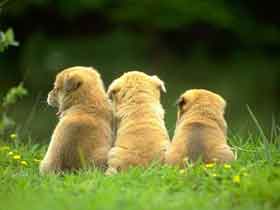 http://www.foyel.com/archivos/7/2/363_cachorros.jpg