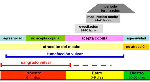 como quedar embarazada y que sea varon