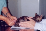 acupuntura felino
