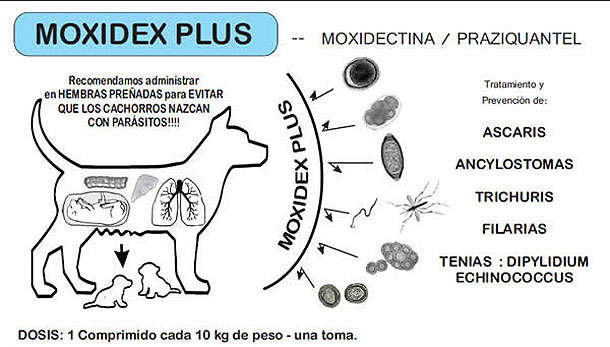 Resultado de imagen para parasitos en ANIMALES DOMESTICOS