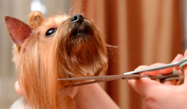 Cuidado del pelo en los perros