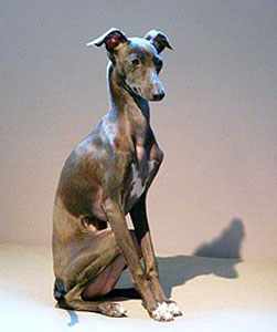 Italian galgo sales
