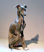 Ejemplar de Lebrel Italiano - Galgo Italiano - Italian Greyhound