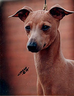 Cuerpo de un Lebrel Italiano - Galgo Italiano - Italian Greyhound