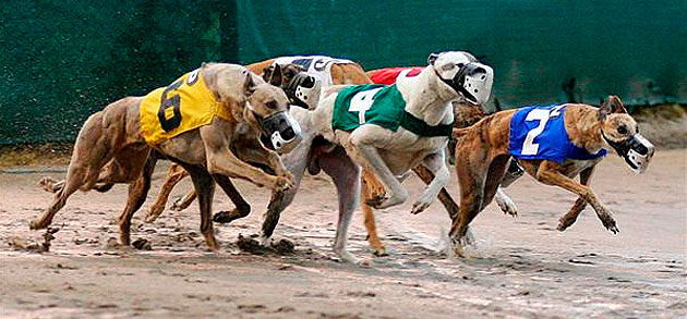 La Genetica canina manipulacion genetica en perros - Mascotas Foyel