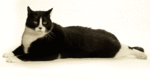 Lipidosis Hepatica Felina en gatos con sobrepeso u obesos