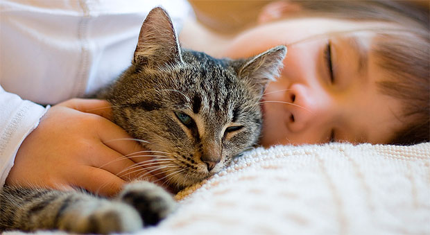 añadir empeñar galope Conjuntivitis - Señales de alarma en gatos - Mascotas Foyel