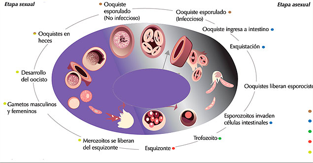 giardia y coccidia en perros