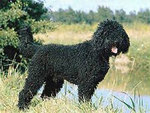 Raza de perro Barbet