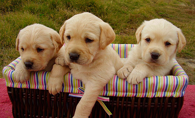 A Los Cuantos Dias Abren Los Ojos Los Perros Recien Nacidos