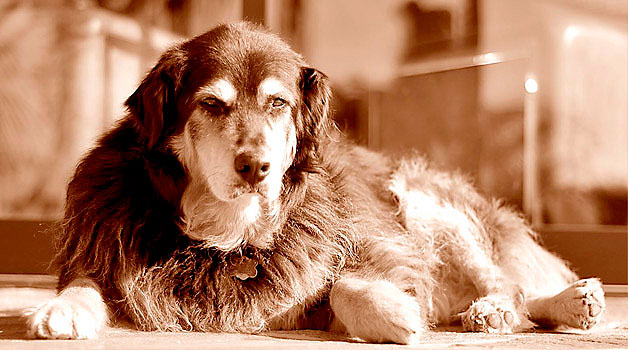 Nutricion y condicion corporal en perros de edad avanzada - Mascotas Foyel
