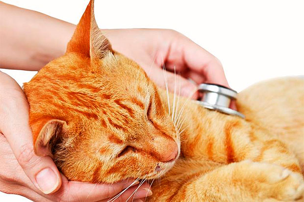 Tratamiento de la en los gatos - Mascotas Foyel