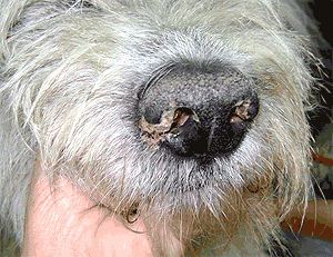 Visión general Condición previa menor Estornudos y secrecion nasal en perros y gatos - Rinosinusitis - Mascotas  Foyel