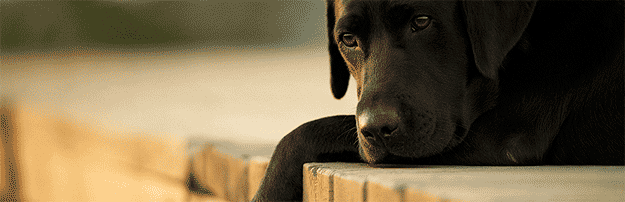 Dar buscar Problema Estereotipias en caninos domesticos - Mascotas Foyel