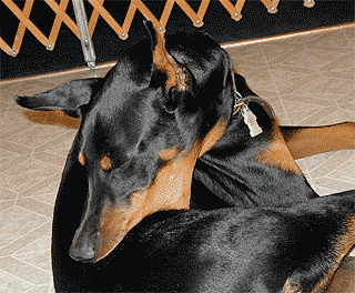 Dar buscar Problema Estereotipias en caninos domesticos - Mascotas Foyel