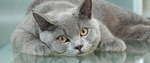 Diabetes mellitus en felinos - Consejos