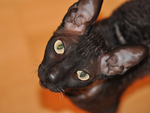 cornish_rex