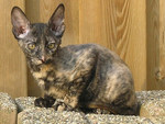 cornish_rex