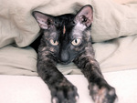 cornish_rex