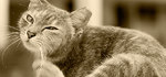 Toxoplasmosis - Los gatos como huespedes definitivos
