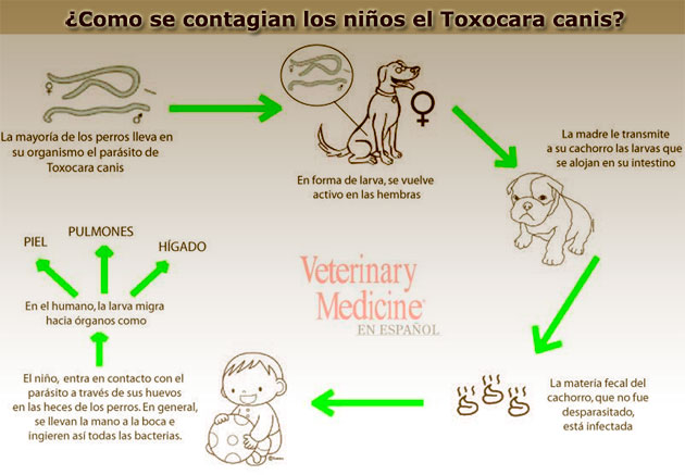 giardia bacteria en perros)