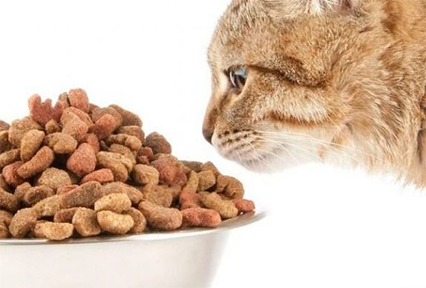 La nutricion del gato - la taurina Foyel