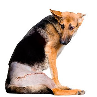con las manos en la masa Tiempos antiguos Melódico Displasia de cadera en perros - Tratamiento - Mascotas Foyel