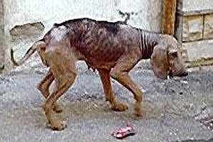 malicioso instructor Maestro Leishmaniosis Visceral Canina en la Republica Argentina - Mascotas Foyel