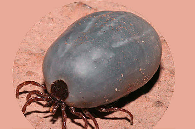 rhipicephalus_mini_articulo_web.jpg