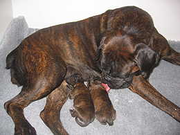 Rápido sufrimiento Puerto Primeros cuidados de los cachorros recien nacidos - Mascotas Foyel