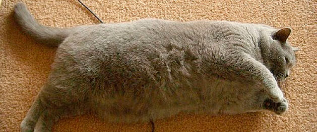 Que sabemos de la obesidad felina - Mascotas