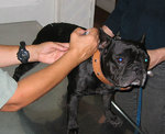 acupuntura veterinaria timoska
