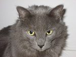 nebelung