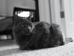 nebelung