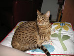 ocicat