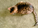 ocicat