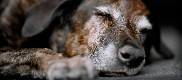 Entender al perro mayor durante su envejecimiento - Mascotas Foyel